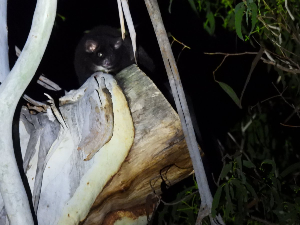 E_R_Australia's tweet photo. A #southerngreaterglider. Because...why not!? #threatenedspecies #greaterglider #petaurus #wildoz #lifeinthefield #ownpic https://t.co/ojelJzPXjI