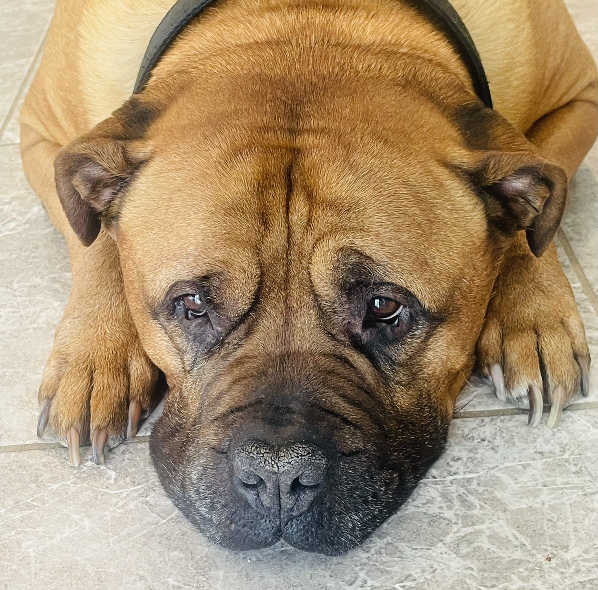 My BEST FRIEND is dying.

Gus is a 10yr old Mastiff and still looks like a puppy.

He has intestinal cancer I found out today and only has a week at the most💔

When my husband unexpectedly passed away 5 yrs ago…

Gus was my Savior. He is my world. We could use some prayers🙏🏻 TY