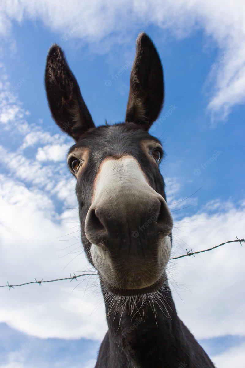 donkeycoineth's tweet photo. Hey there $pepe 

$donkey is on its way! #HEEHAWW https://t.co/itinQnDmqx