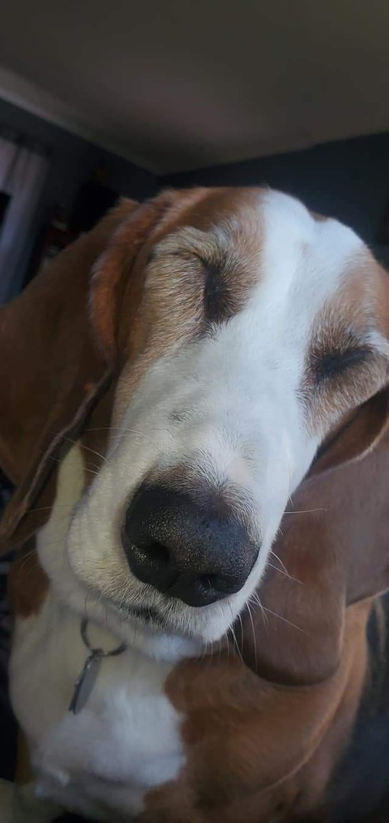 laurduchene's tweet photo. @TheRealXPac This is my blind baby... she's been blind for 3 years... she adapted very quickly https://t.co/BDSYCS4ofQ