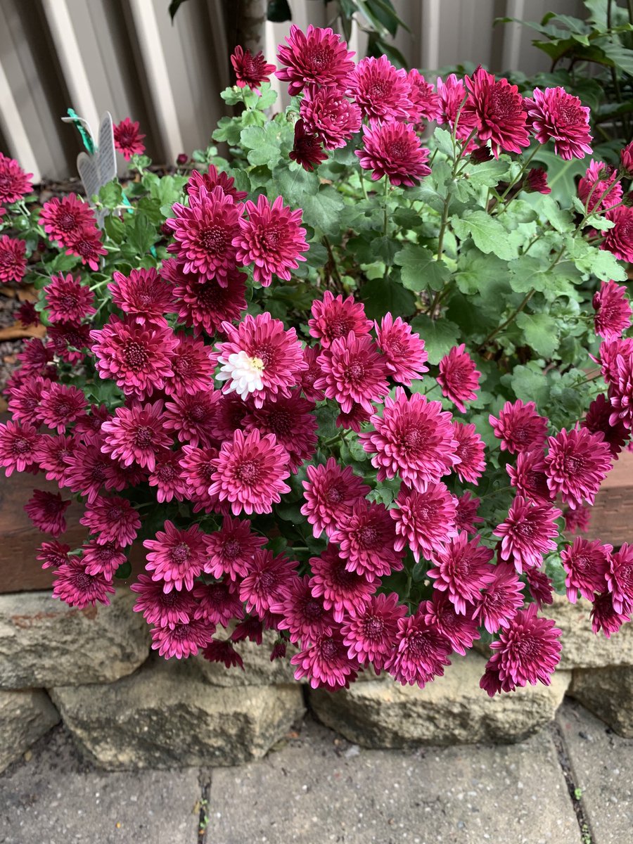 muso1947's tweet photo. A pot full of miniature chrysanthemums. Just in time for Mother’s Day. 
When I was a kid we didn’t have $$ to splash around on commercial gifts. Simply wore a white chrysanthemum. #RememberMum https://t.co/5odW3TlwqZ