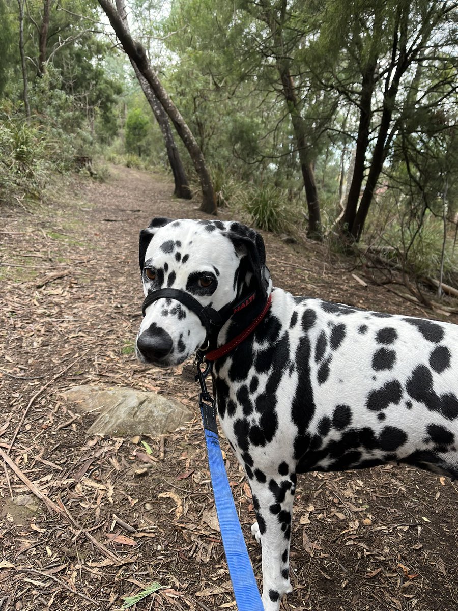 JudithClarke54's tweet image. Another easy 5 with Tyra over the hill to see the Potoroos &amp;amp; through the streets to see the flowers #enjoyyourday #keepsafe #runningwithdogs
