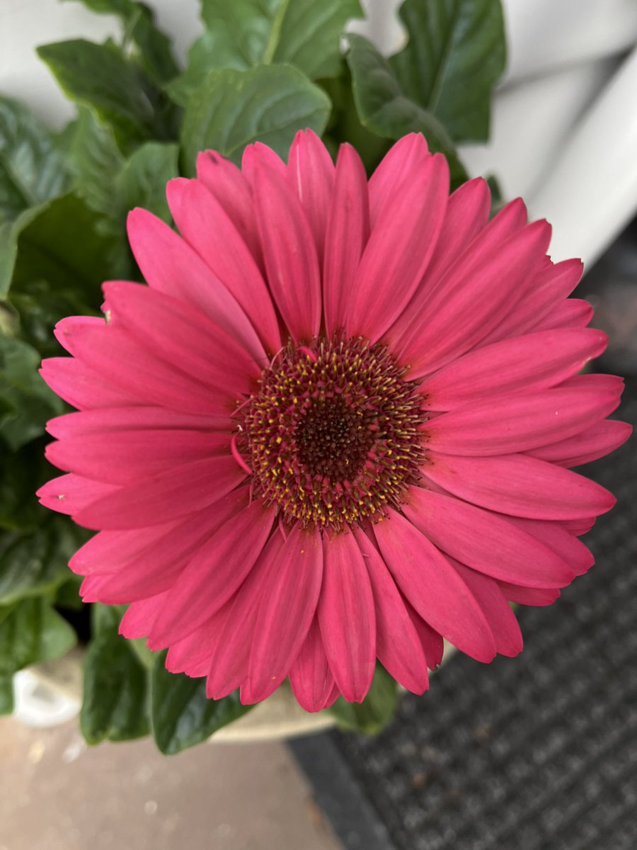 JudithClarke54's tweet image. Another easy 5 with Tyra over the hill to see the Potoroos &amp;amp; through the streets to see the flowers #enjoyyourday #keepsafe #runningwithdogs