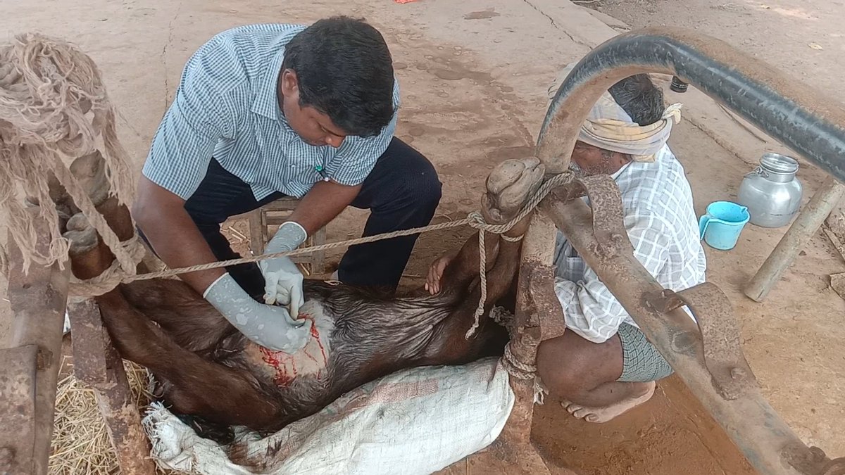 DrKSatishkumar1's tweet photo. HERNIA operation in calves at VD Muramanda East godavari district@APAHD2023#HERNIA IN CALVES https://t.co/zY339SMNwK