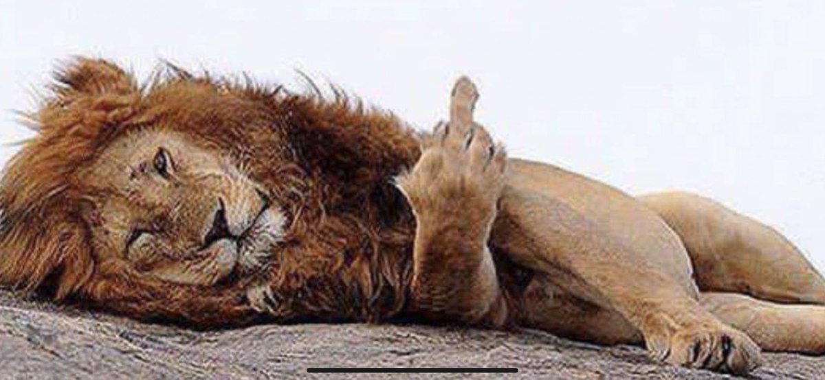 Картинки пьяный лев