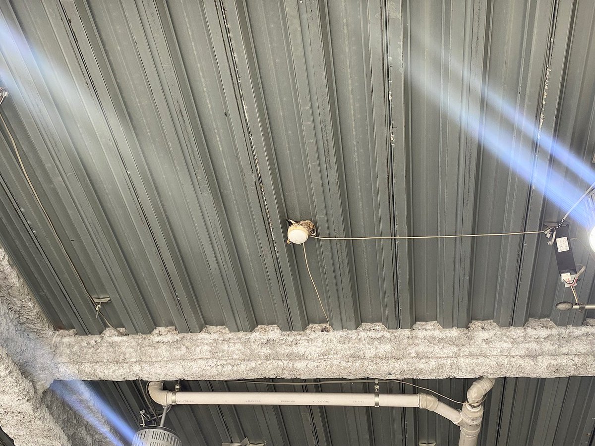ysgarage's tweet photo. 例年よりちょっと遅かったので心配しましたが今年もツバメがやってきました。
さて、子ツバメが生まれるまでに車カバーを買ってきましょうかね。 https://t.co/bKgZeT3KRR