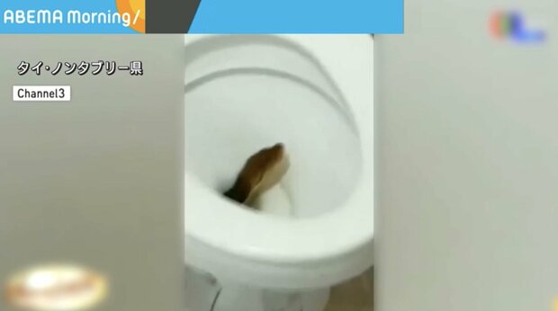 トイレにヘビ