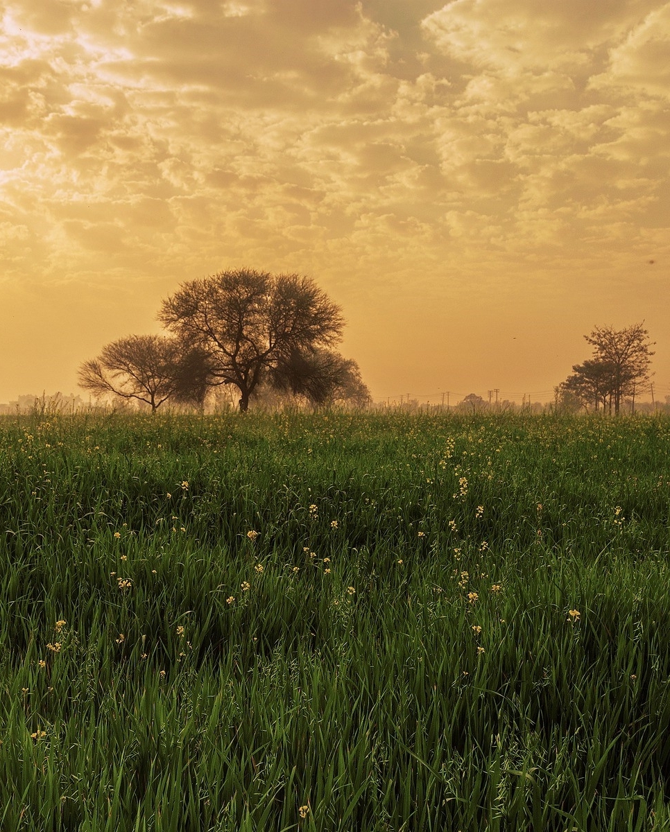 Sunrise in Kasur south of Lahore in Pakistan  🇵🇰