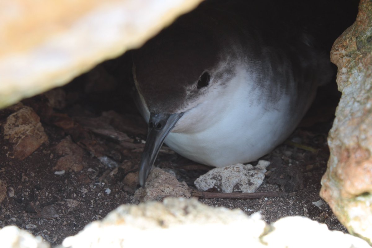 Dodly Prosper tweet media