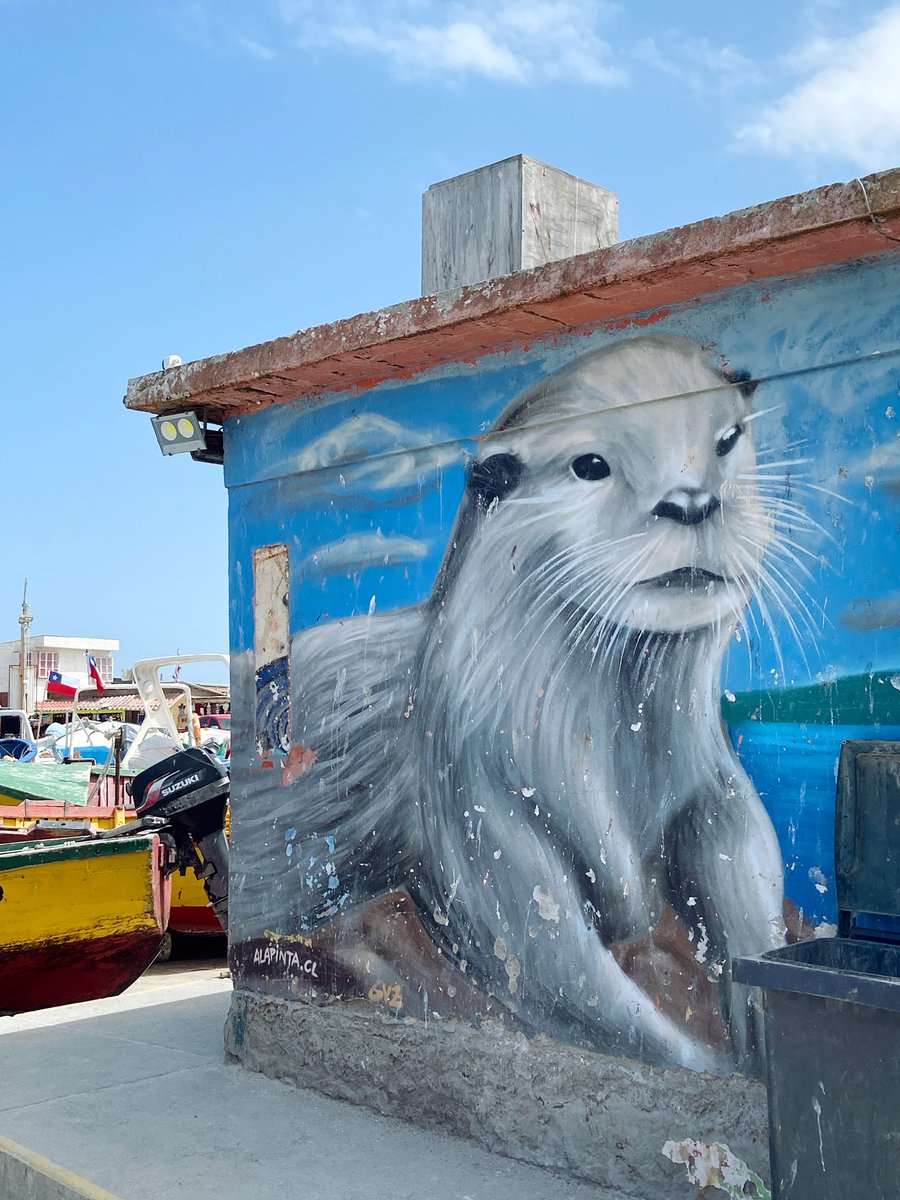larutadegal's tweet photo. Aquí te dejo un imperdible de la cuarta región 🌊🐋
Punta de Choros es un pequeño pueblo ubicado en la costa de la Región de Coquimbo y es conocido por su belleza, fauna marina y la gran Reserva Nacional del Pingüino de Humboldt 🐧❤️ #Coquimbo #4taregion https://t.co/av5tAUXX9J
