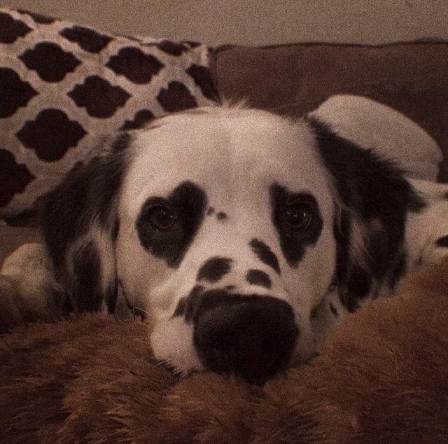 💖 (@twaniimals) on Twitter photo 