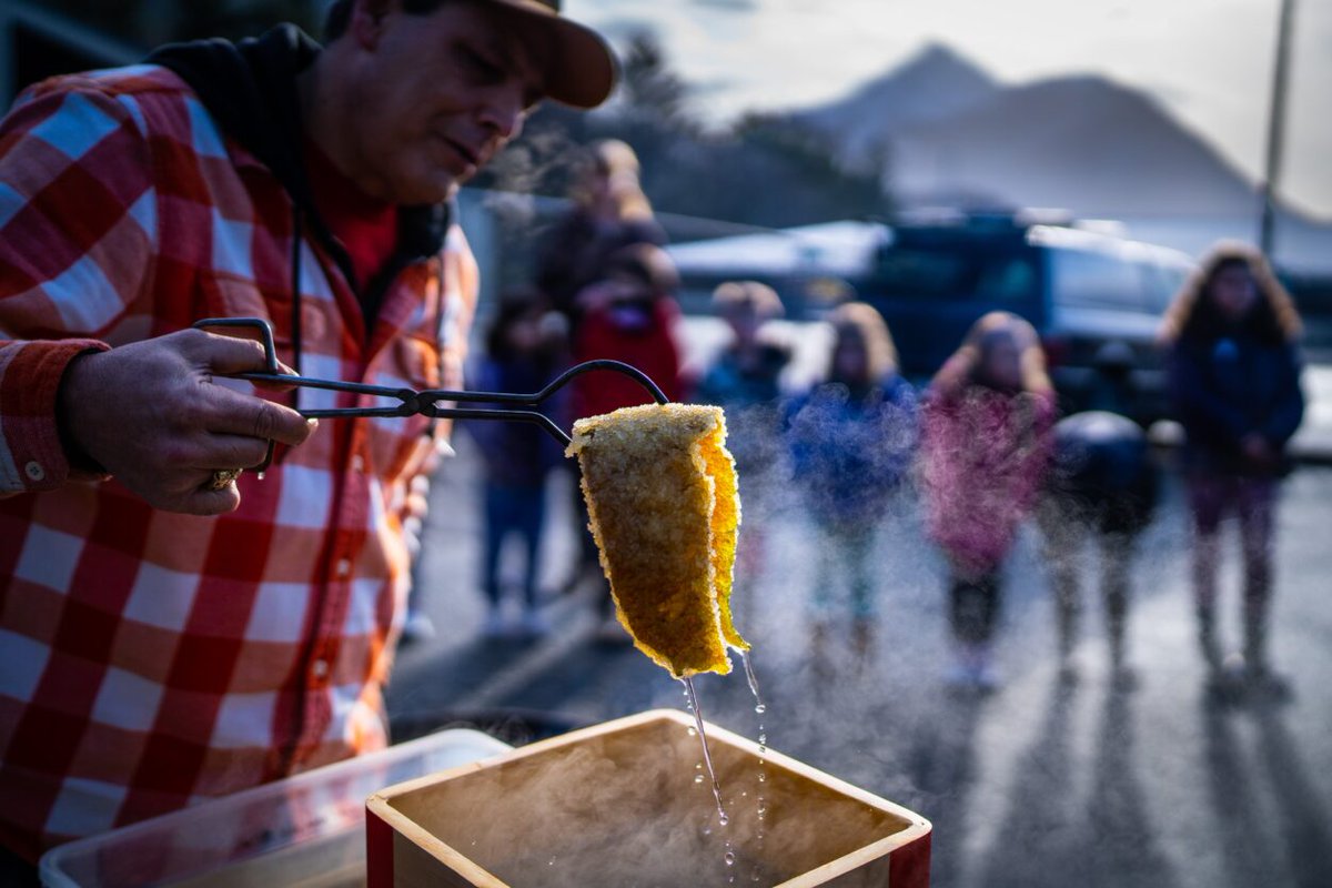 There are many ways to prepare herring eggs in Sitka. Freshly spawned eggs on hemlock branches, dipped in hooligan (eulachon) or seal oil, is a classic method, as is lightly sauteed in a pan with sesame or olive oil and eaten straight up. buff.ly/3KHDXum