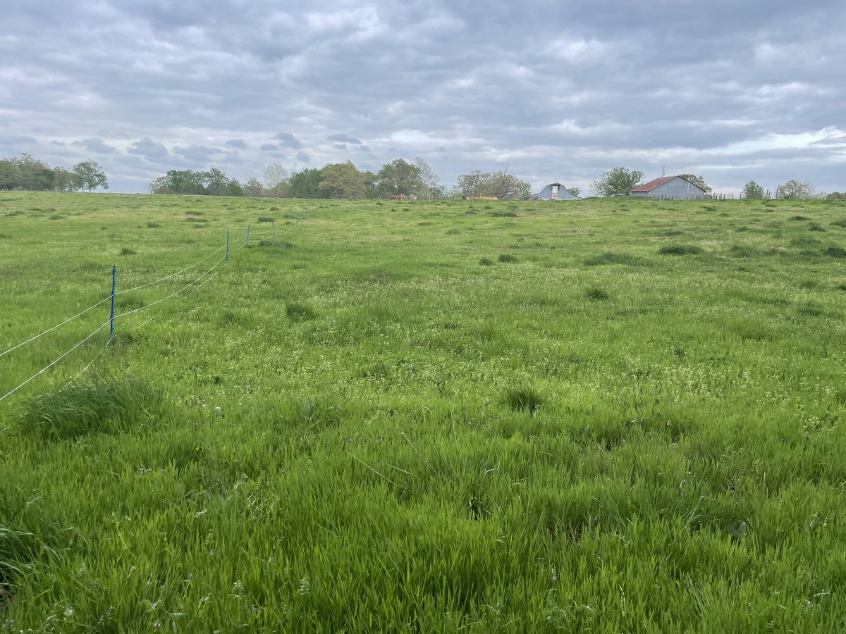 ozarkdraftpower's tweet photo. Setting new grazing for the flock. #cheviot #polypay #ozarkfarming #regenerativeagriculture https://t.co/RDHmsDs5Jh