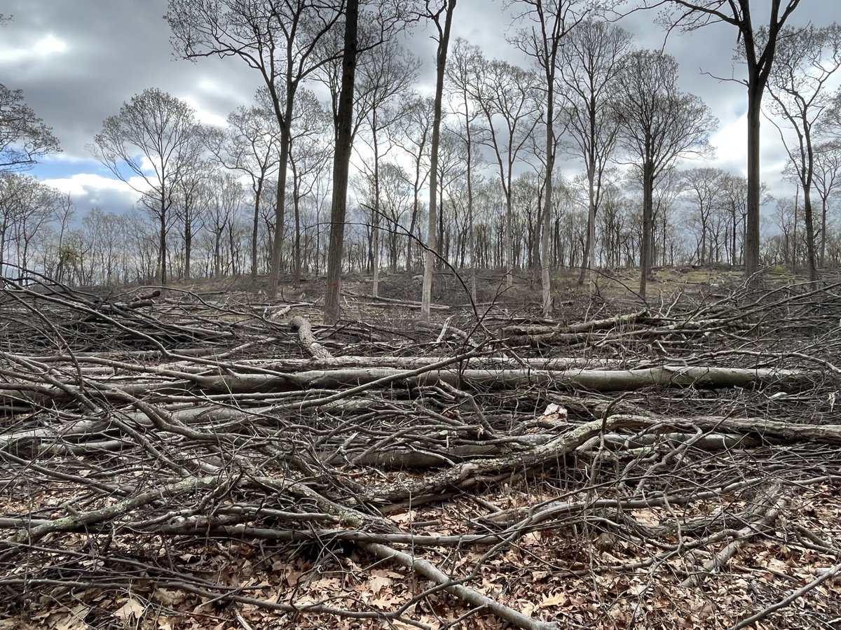 FSpartamtn's tweet photo. This used to be a healthy intact forest in an area deemed by #NJ as an ecological important area with State Endangered Red-Shouldered Hawks but our DEP paid a PA logger to remove hundreds of 🌳. It’s time to protect our public lands NOT LOG THEM! .@GovMurphy #ecosham https://t.co/iRJmDZgwgH