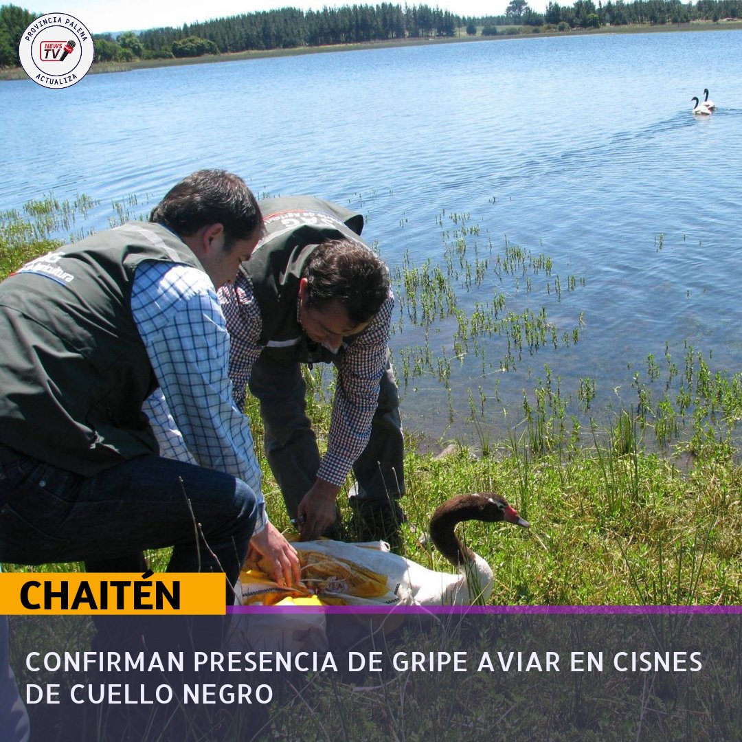 Confirman presencia de GRIPE AVIAR  en #Chaitén... 

Más detalles 👇🏾 

m.facebook.com/story.php?stor…