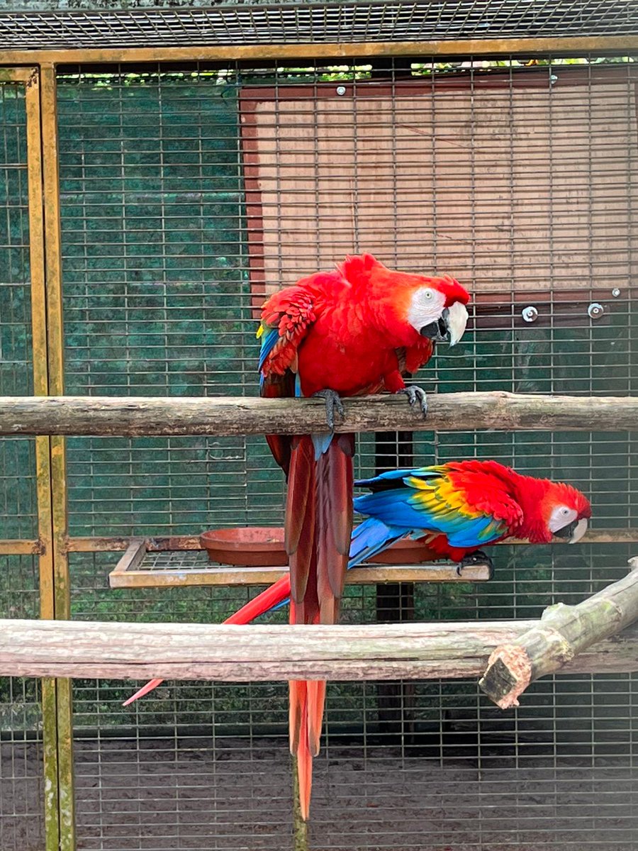SofieHF's tweet photo. On the third day of the #CITES CAP mission in Suriname, we visited some of the sixteen registered traders making a living out of exporting birds to the rest of the world - both wild-caught and captive-bred. https://t.co/nrvfuMixsm