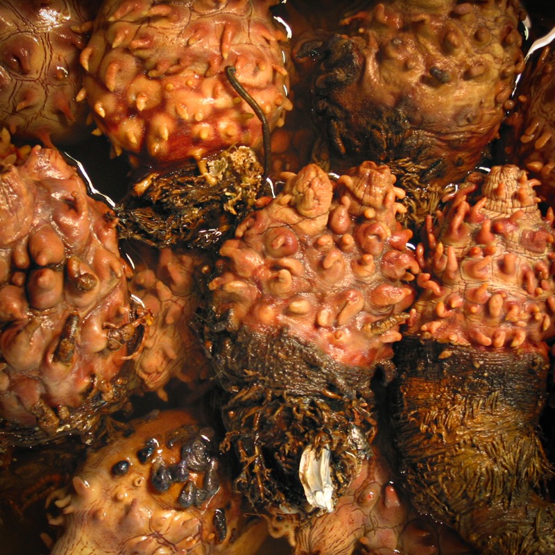 ResearchSEA's tweet photo. Researchers from Japan turn sea pineapple shells🐚 and blood🩸 from livestock waste into #biomass-based #batteries🔋
Read on➡️https://t.co/rPOYfPhVqo

@NIMS_PR @STAM_Journal @TohokuUnivPR @TohokuUnivAIMR @hokkaidouni Miyagi University @azul_energy #ARN2023 #GreenEnergy #materials