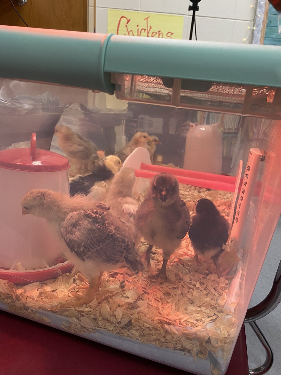 MrsLP_tce's tweet photo. From Egg to Chicken- my ESOL squad got to meet and interact with our little, homegrown chicks! This has been a wonderful experience for us all. From incubation, to hatching, and first weeks of growing…This will be an experience I hope they will remember forever. #ITeachESOL https://t.co/CdXYFcy4Q4