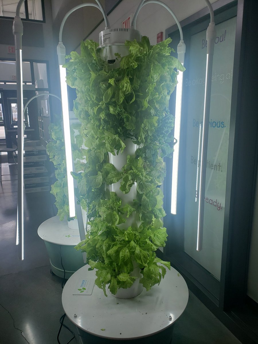 We are so lucky to have these amazing tower gardens in our school and I am lucky to be able to provide fresh healthy lunches to students who may need a lunch. #freshfast #getinmybelly  #foodismylovelanguage <a href="/IRIC_WC/">IRIC</a>