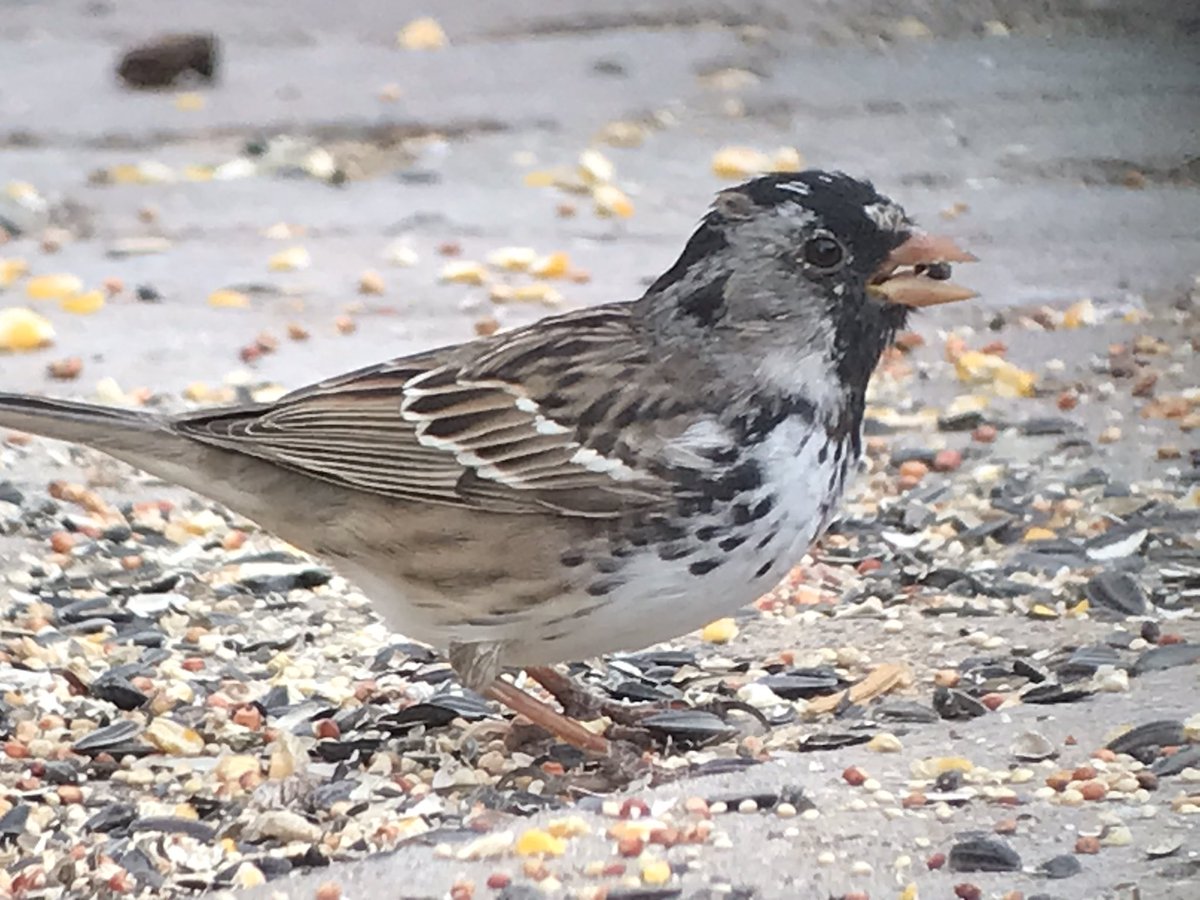 OuseFenBirder now on Bluesky tweet media