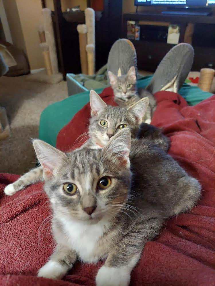 Chutney, Kimchi and Achaar all cuddled up with their foster ♥️🐱 #kitties #CatsOfTwitter #adopt