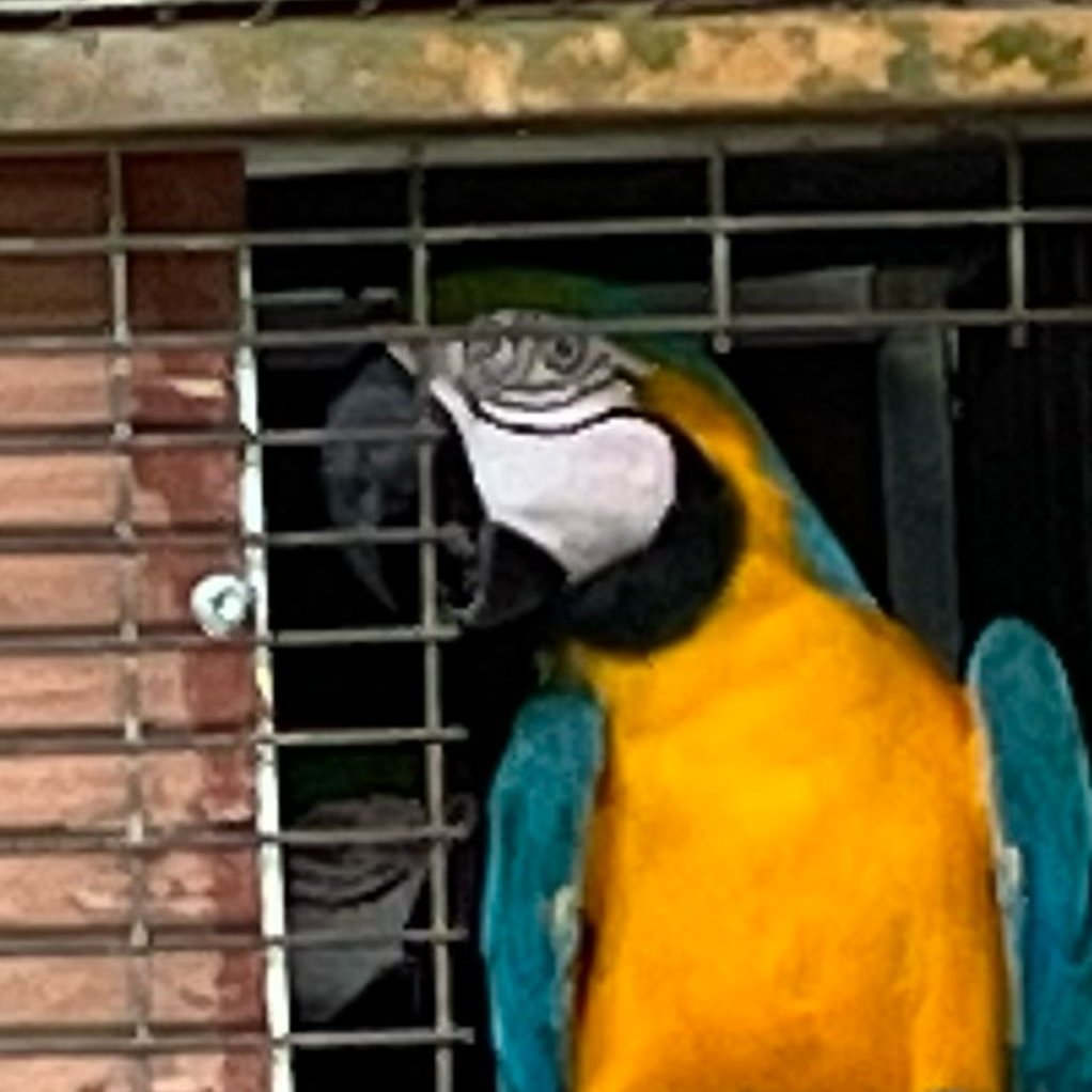 SofieHF's tweet photo. On the third day of the #CITES CAP mission in Suriname, we visited some of the sixteen registered traders making a living out of exporting birds to the rest of the world - both wild-caught and captive-bred. https://t.co/nrvfuMixsm