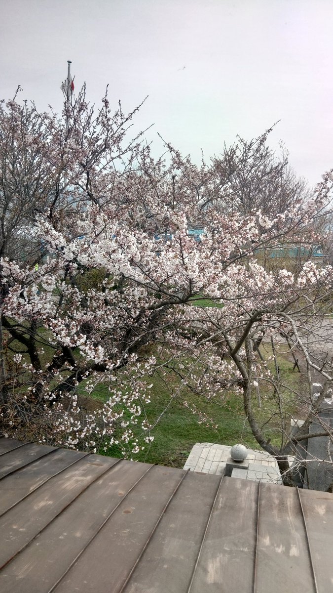 BeenBown's tweet photo. 事務所前の桜🌸は5分咲きな感じです。 https://t.co/urhlca1Fpn