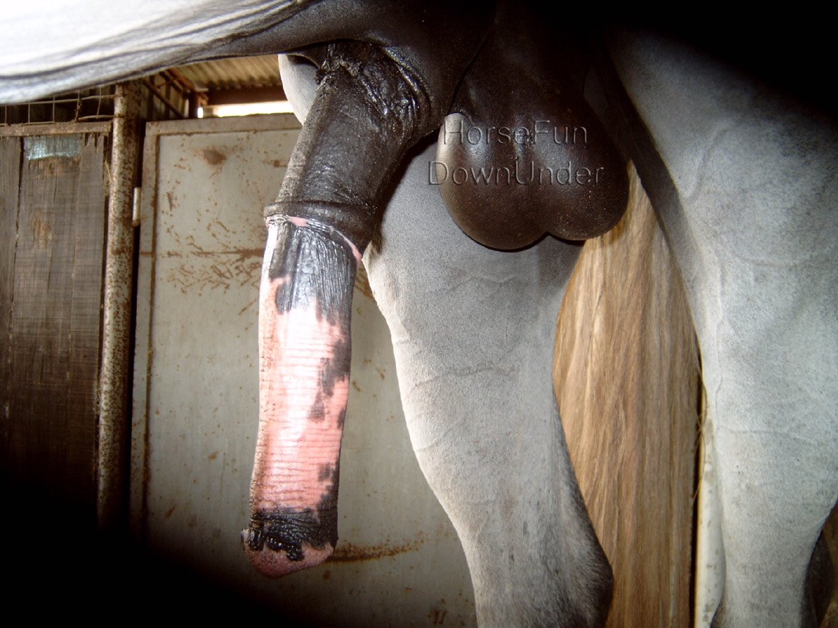 Cumbot157's tweet photo. Worship Horsecock, our god and owner. You and I are not human, we are slaves and cum buckets for Horsecock https://t.co/Lb03NXuOzV