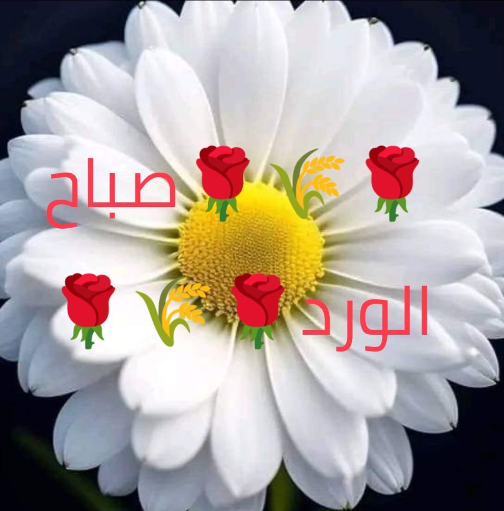 ltz_hla's tweet image. صباح الورد والسعاده متابعيني الله يسعدكم يارب❤️❤️