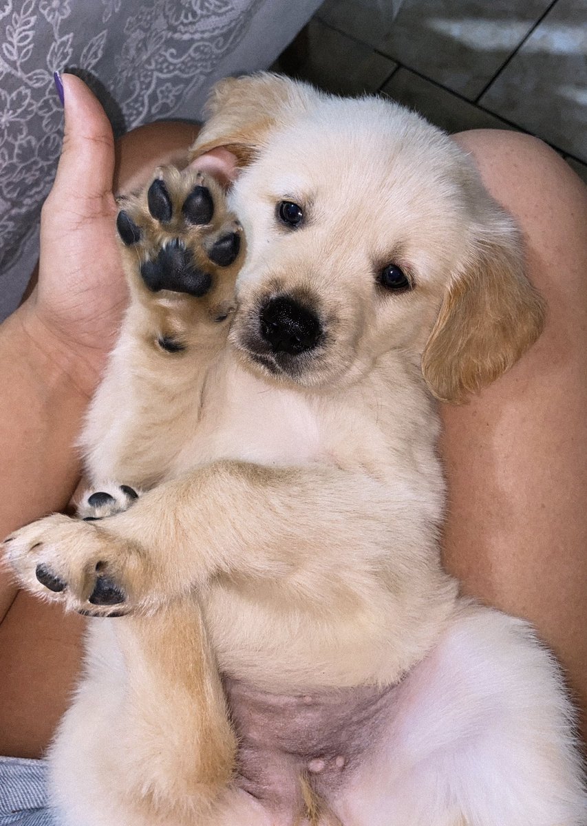 EmillyDamas4's tweet photo. Aurora / Aurora
minha pituquinha🥹🤏🏻 https://t.co/gQRG0jqJpw