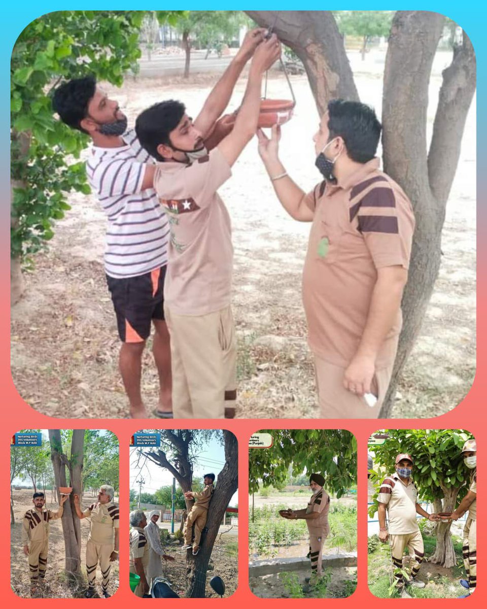 Love_Insan_1525's tweet photo. To help these little creatures, Dera Sacha Sauda followers under the Birds nurturing initiative, inspired by Saint MSG, regularly keep overalls and water on their terraces or balconies, as well as in public places, parks &amp; trees for them. Birds are planted.
#SaveLittleCreatures https://t.co/FQYtvfYRYE