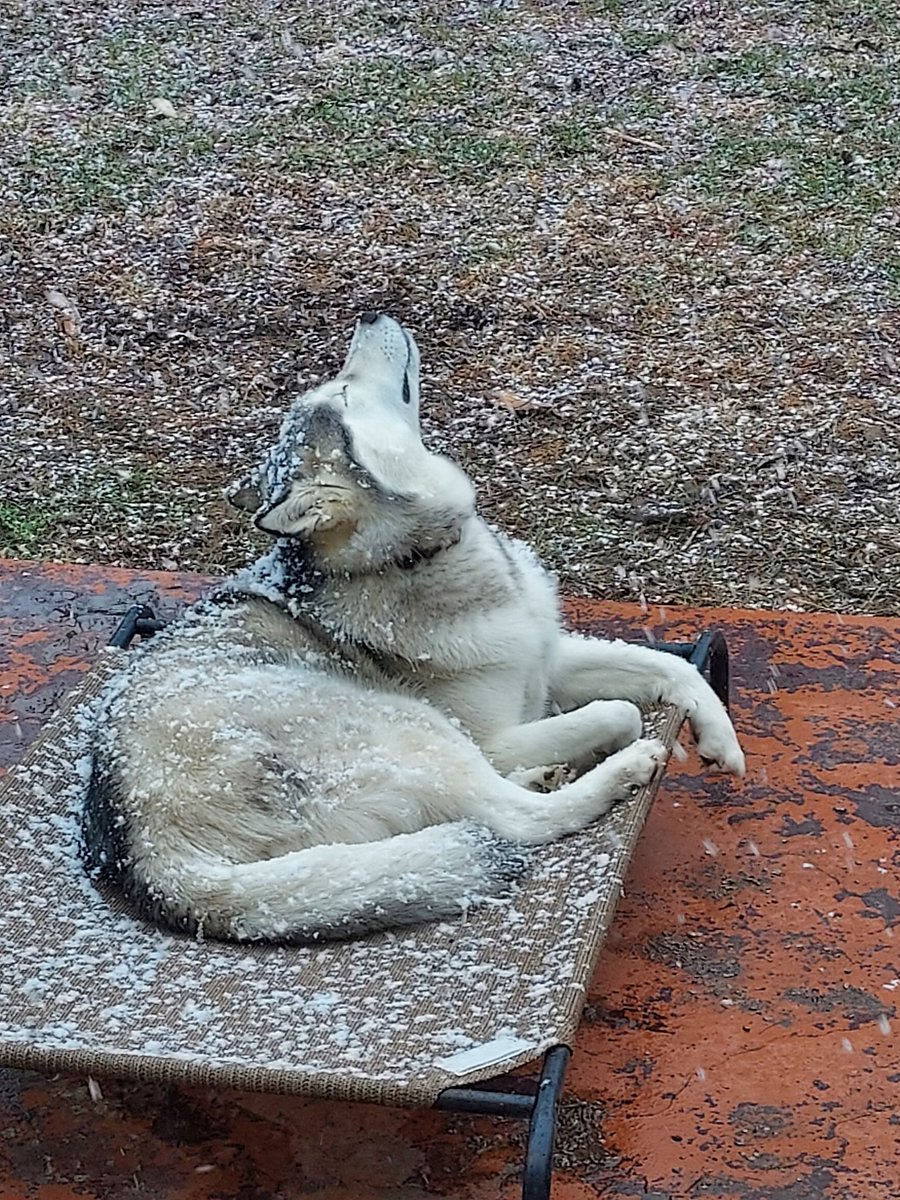 My Cooper,  enjoying what may be the last good snowfall for awhile.