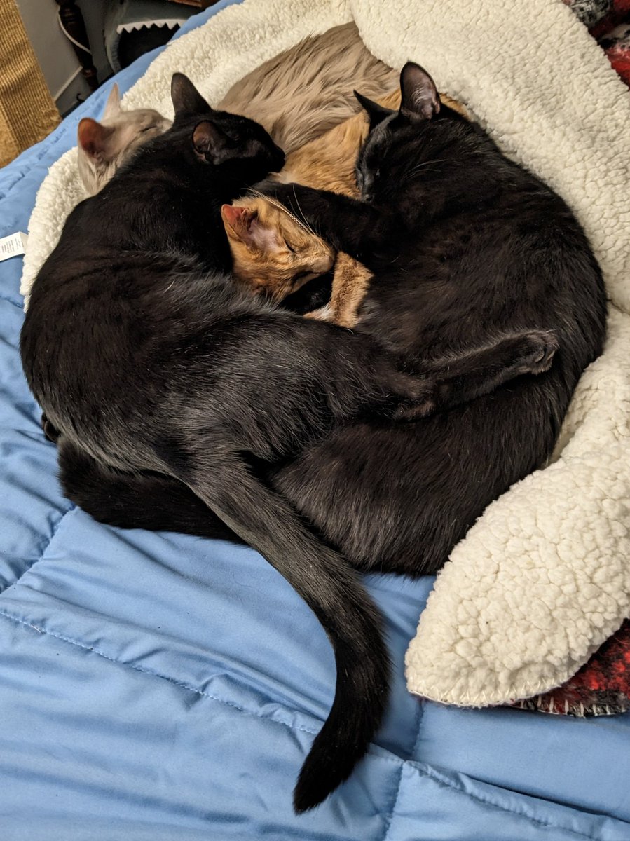 cooperandmaple's tweet photo. Another epic cuddle puddle https://t.co/kGql1WZi17