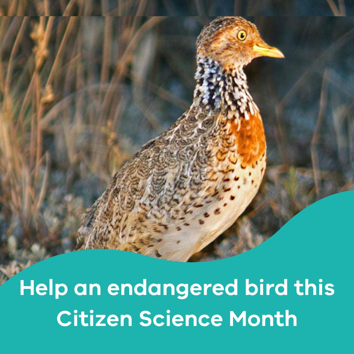 Help protect Victoria’s critically endangered Plains-wanderer by joining citizen scientists in examining their song recordings. This work will help locate Plains-wanderers in the wild, so we can protect and enhance their habitat. Sign up to the program: bit.ly/3N6nEHg