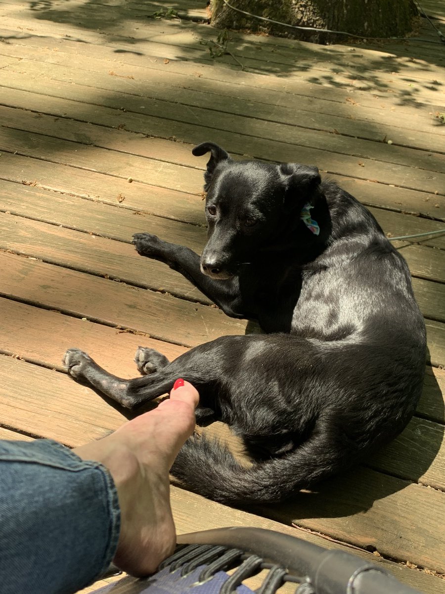 sassylady1103's tweet photo. Time outdoors on a fantastic spring day with this beauty. ❤️
#SweetLu #DogsofTwittter https://t.co/NDvNXNGwmL