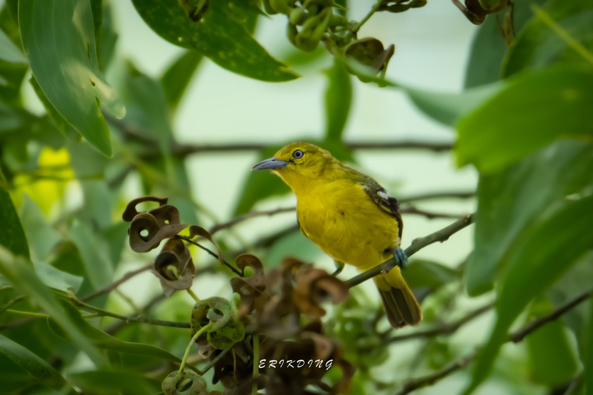 ErikDing868's tweet image. #CommonIora

#birds #birdwatching #bird #nature #birdphotography #birdsofinstagram #wildlife #naturephotography #birding #wildlifephotography #birdlovers #photography #naturelovers #birdstagram #birdlife #canon #animals #bestbirdshots #photooftheday #BBCWildlifePOTD