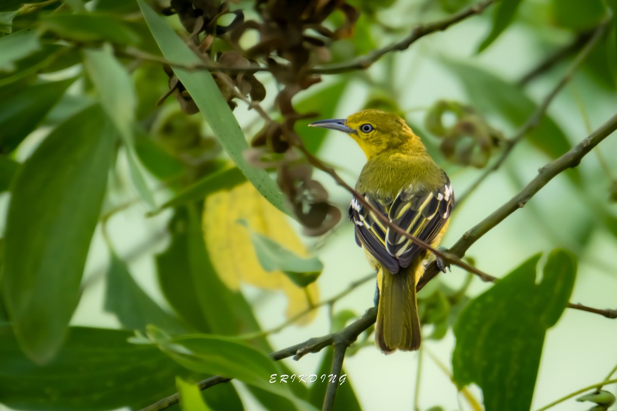 ErikDing868's tweet image. #CommonIora

#birds #birdwatching #bird #nature #birdphotography #birdsofinstagram #wildlife #naturephotography #birding #wildlifephotography #birdlovers #photography #naturelovers #birdstagram #birdlife #canon #animals #bestbirdshots #photooftheday #BBCWildlifePOTD