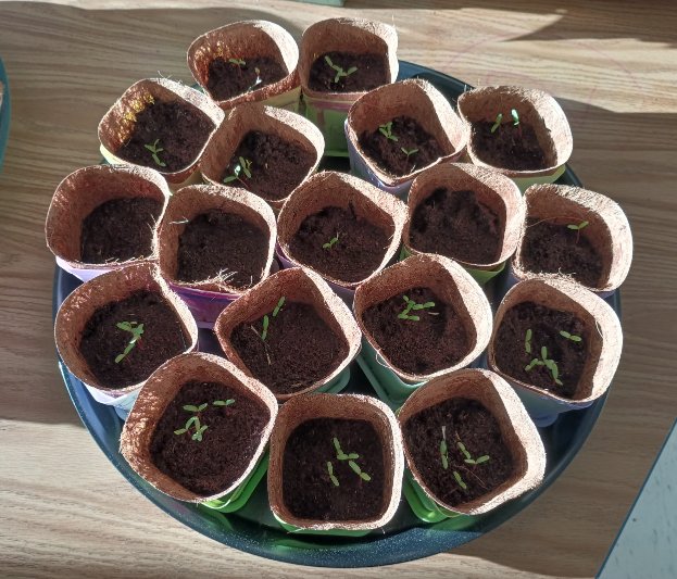 Rosa Maria Guerra tweet media