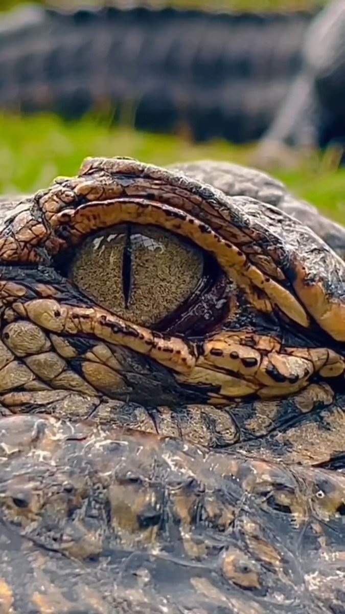 Sarcogruu's tweet photo. Padahal contohnya gambar alligator kenapa pas kugambar malah kayak buaya yaa...🤔

#buaya #alligator #gambar #lukisan https://t.co/OFawaQSjKu