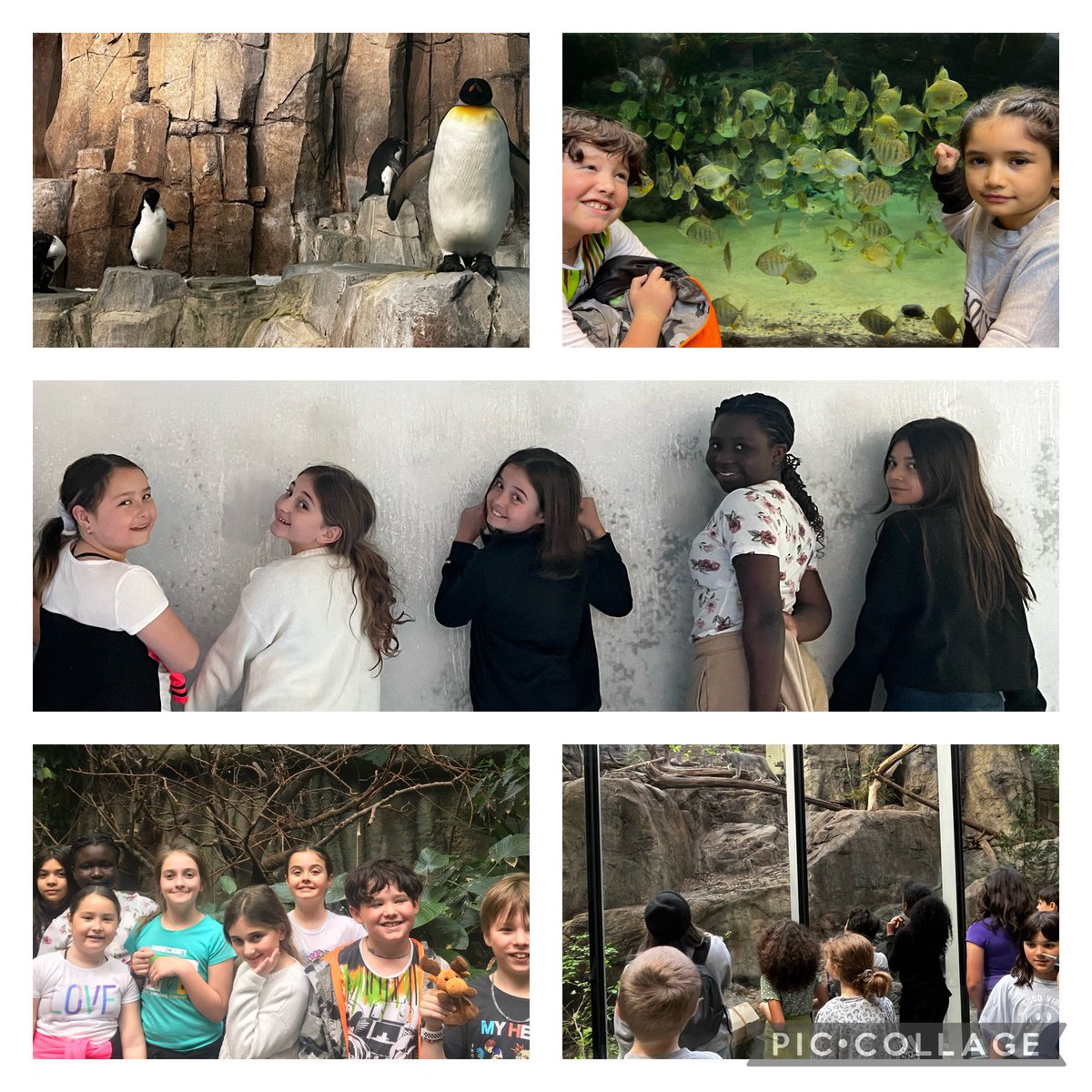 Penguins, piranhas, puffins and parrots.   #montrealbiodome