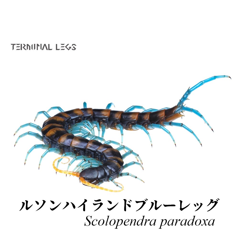 お問い合わせも多いので、一応お話しておくと 左がルソンハイランド