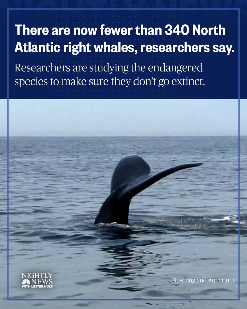 North Atlantic right whales are endangered due to their size, slow speed, fishing lines and climate change.

<a href="/annenbcnews/">Anne Thompson</a> from Cape Cod Bay on how researchers are trying to help this species survive: nbcnews.to/41JXhOo