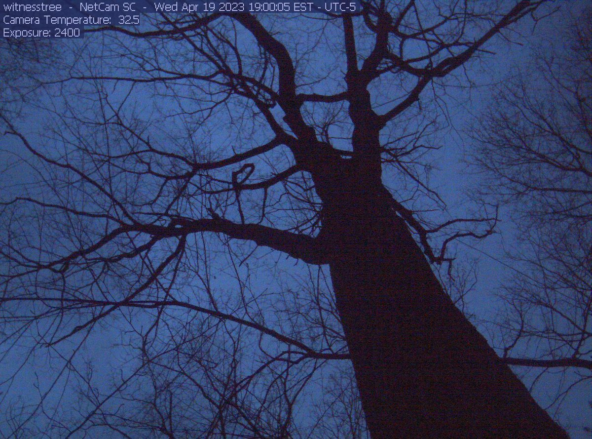 A witness tree tweet media