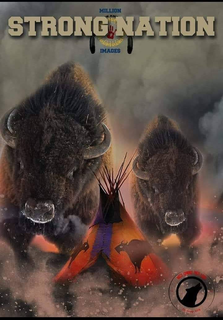 I've been watching videos of buffalo returning Home to their Ancestoral lands. Lililililili! Makes my heart happy to see this. Our buffalo are returning n Our Lakota Spirits are healing. Mitakuye O'yasin. 🟡⚪🔴⚫ 
#BuffaloNation
#LiberateTurtleIsland 
#LandBack