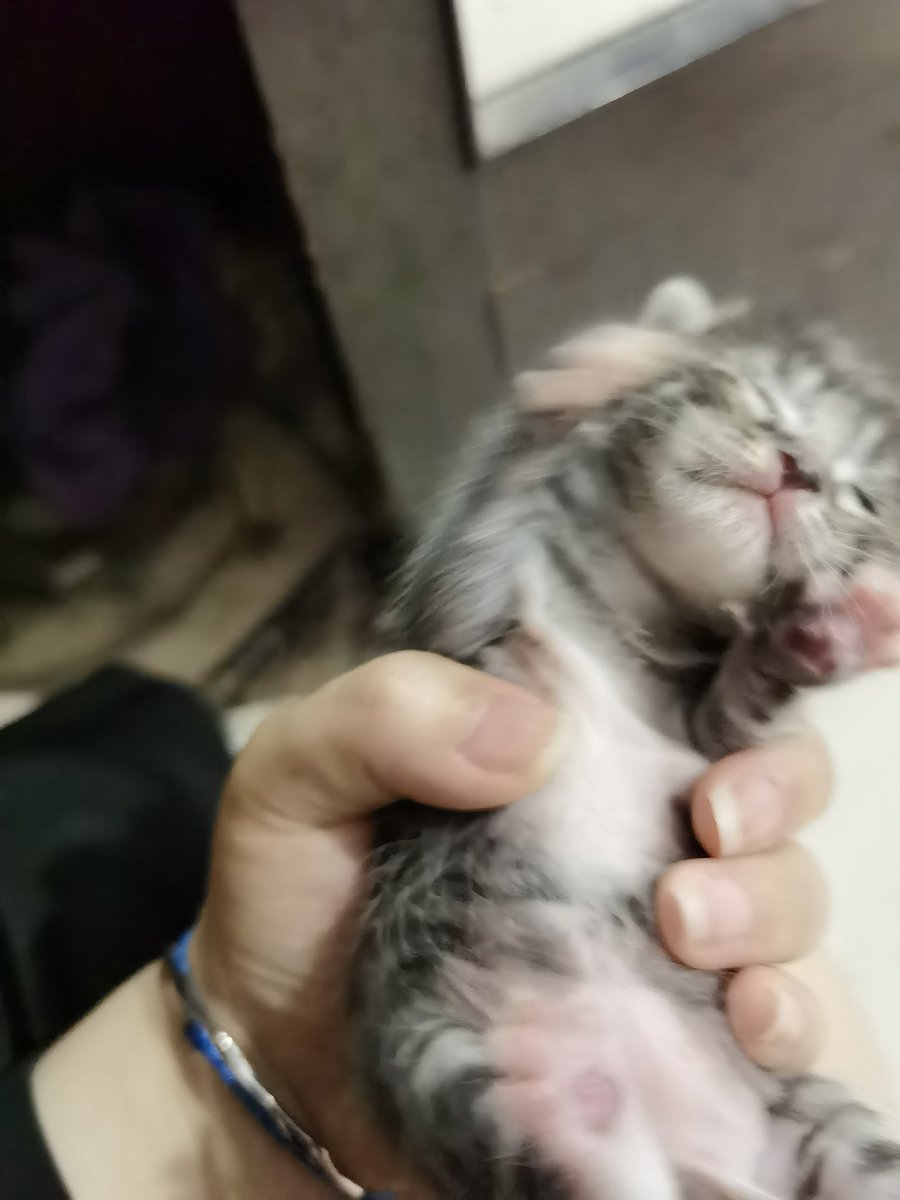 Kiko2578's tweet photo. 猫猫面基 https://t.co/EyWGmK0ub2