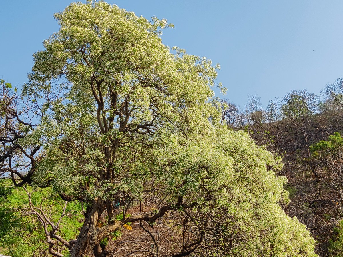 Manish9225's tweet photo. #MelghatTigerR
Wrightia tinctoria, Pala indigo plant or dyer's oleander,is a flowering plant species in the genus Wrightia found in India, southeast Asia. It is found in dry and moist regions in its distribution. Various parts of the plant have been used in traditional medicine. https://t.co/6ooKoEb7dR
