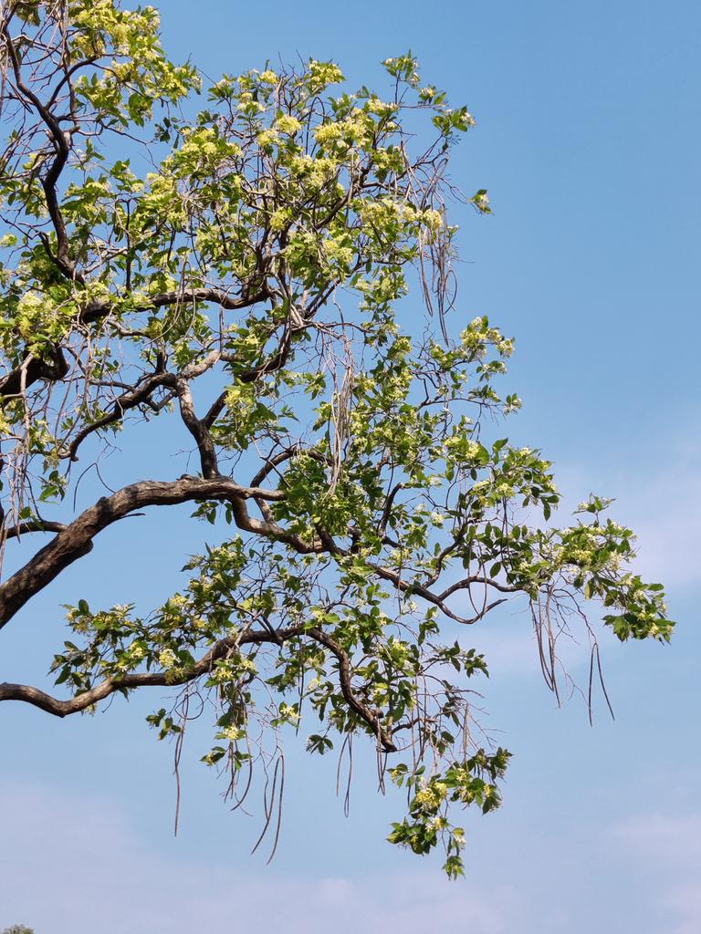 Manish9225's tweet photo. #MelghatTigerR
Wrightia tinctoria, Pala indigo plant or dyer's oleander,is a flowering plant species in the genus Wrightia found in India, southeast Asia. It is found in dry and moist regions in its distribution. Various parts of the plant have been used in traditional medicine. https://t.co/6ooKoEb7dR