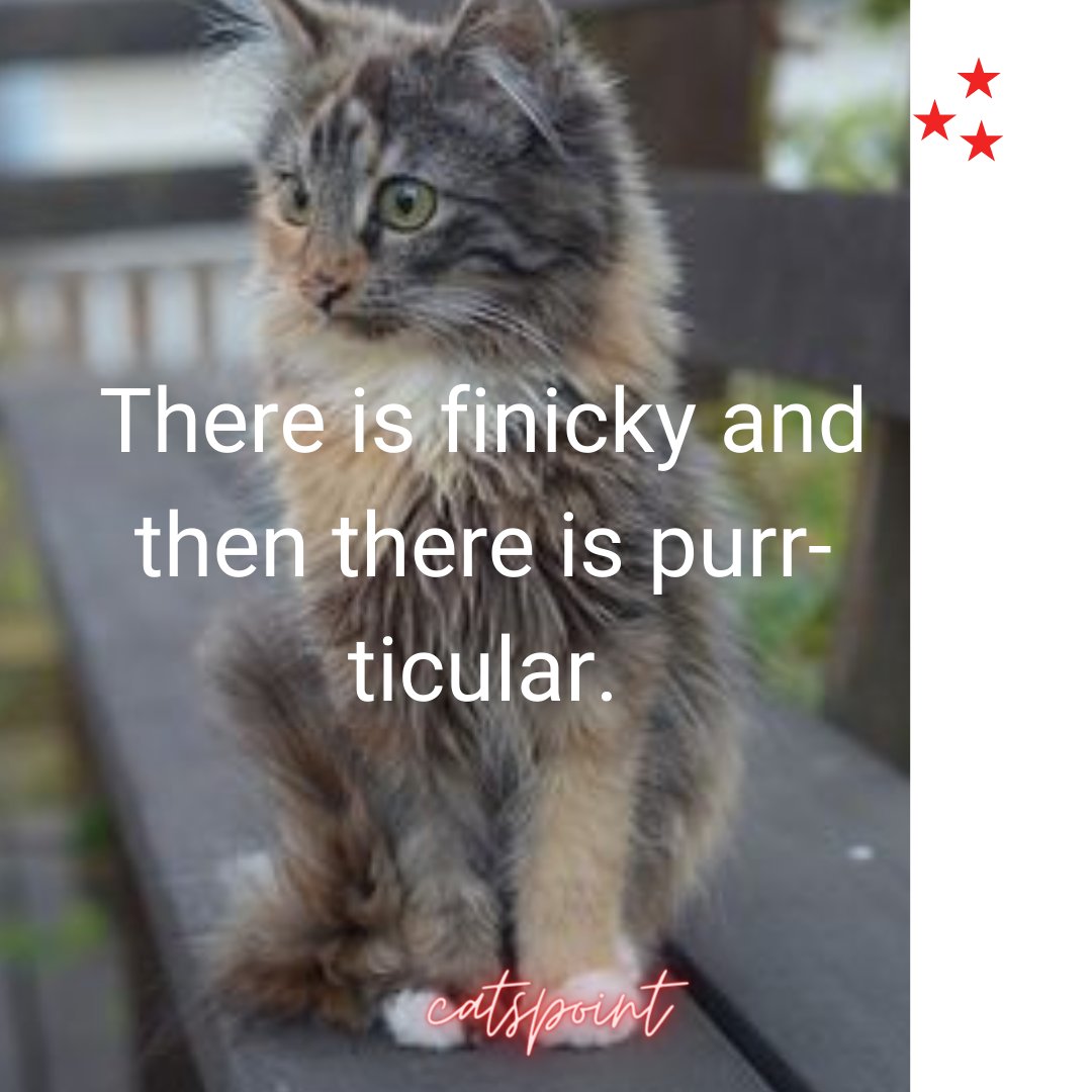 Catspoint1's tweet photo. There is finicky and then there is purr-ticular.

#catlovers #cats #cat #catlife #catlover #catoftheday #meow #kitten #kittens #kitty #pets #pet #catlove #world #cute #catloversclub #love #cutecats #cutecat #animals #catquote #catlovequote #catfunnyquote #catmotivitionalquote https://t.co/vE5TcGAHoG
