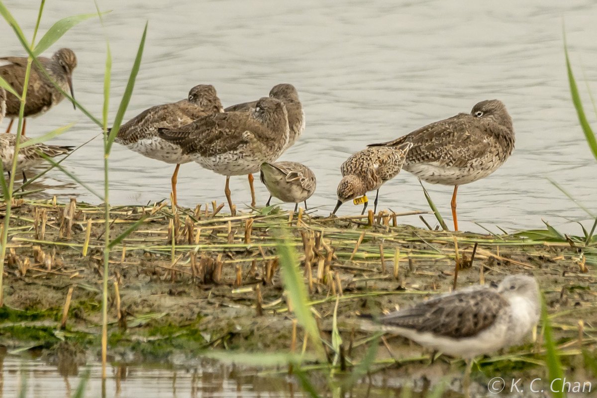 Spotted this Curlew Sandpiper PWX on April 14 2023 in MPNR, Hong Kong. It was ringed at Roebuck Bay, Broome, North-west Australia on Sep 23 2018. This is the 1st sighting of the bird. #BirdsSeenIn2023 @BirdsBountiful @Natures_Voice @Britnatureguide @Actions4B @Team4Nature @EAAFP