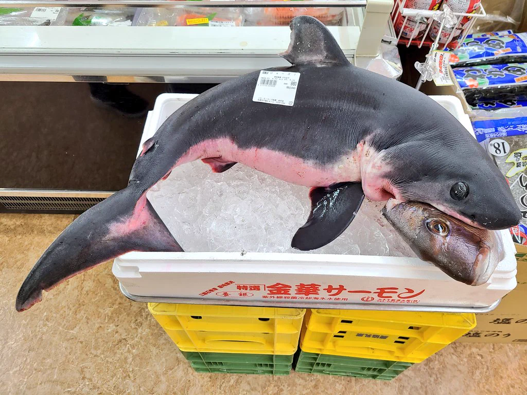 生のジョーズ（鮫）が９８０円でスーパーの店頭に並ぶ